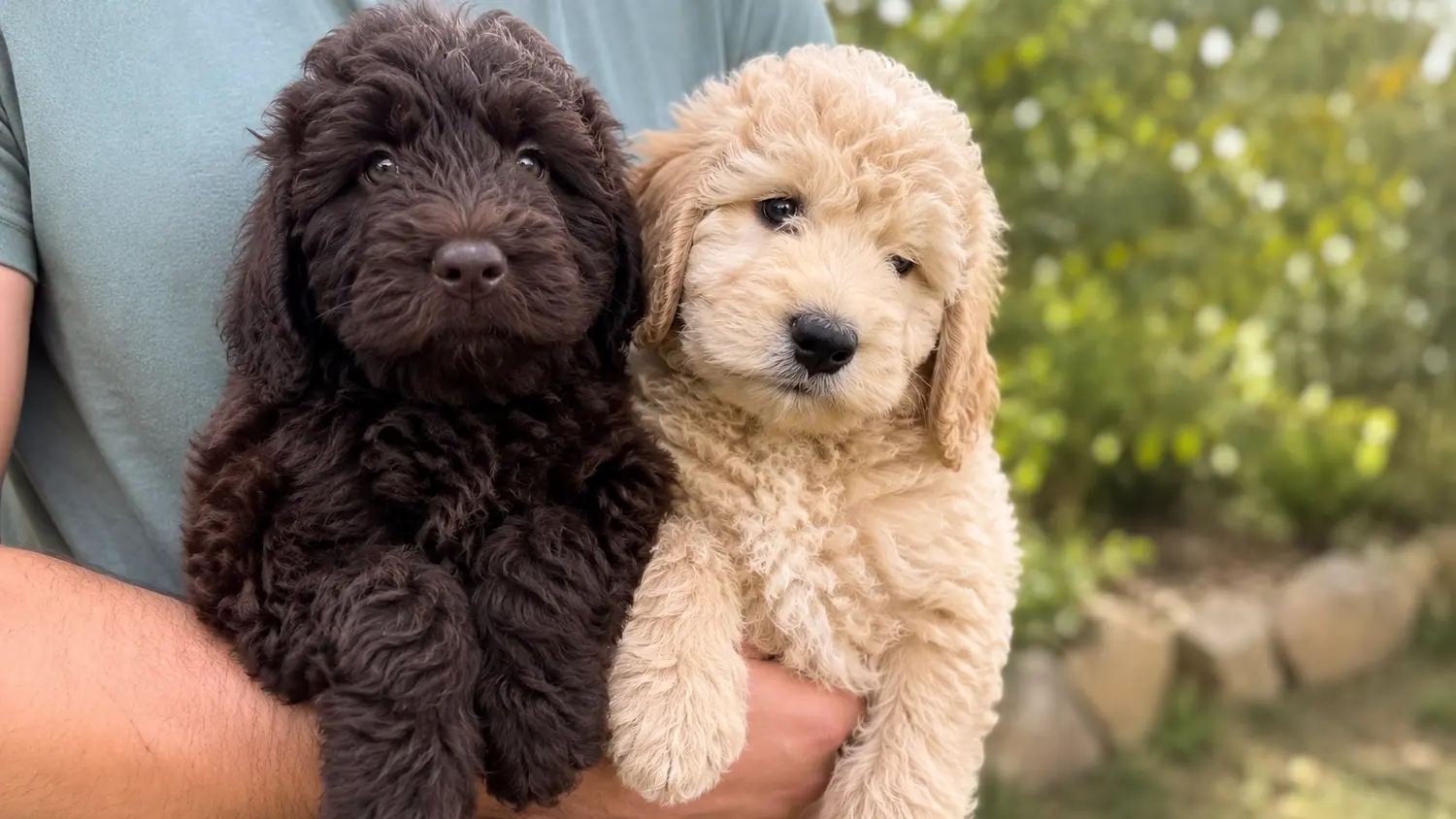 Due cuccioli di Australian Cobberdog, uno cioccolato e uno crema, in braccio a una persona